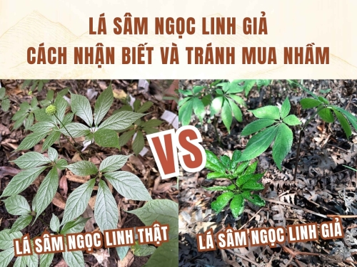 Lá sâm Ngọc Linh giả: Cách nhận biết và tránh mua nhầm